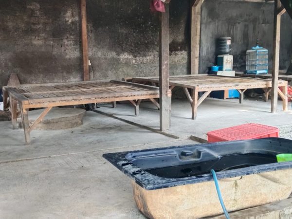 Kelangkaan Singkong Kuning Mengancam Usaha Tape Singkong di Cianjur, Pelaku Usaha Harap Perhatian Pemerintah