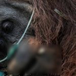 Sempat Dievakuasi dari Lokasi Karhutla, Orang Utan Khas Kalimantan Bernama Sempurna Kini Telah Tiada